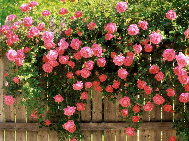 4f9dfdeb_6aec6bed_the-best-top-desktop-roses-wallpapers-hd-rose-wallpaper-2-lots-of-pink-roses